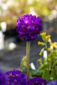 Primula denticulata Lilac C2 30 cm