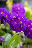 Primula denticulata Lilac C2 30 cm