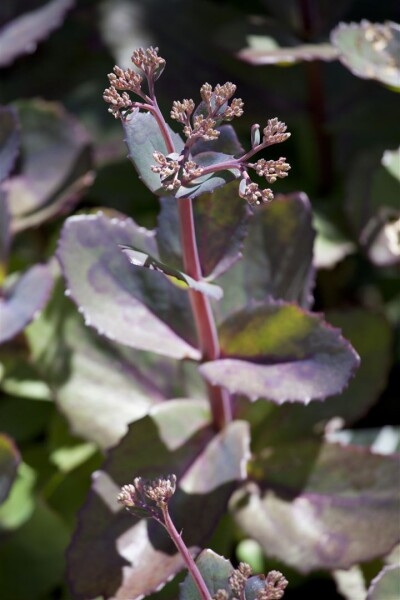 Sedum- Hybride Matrona C2 50 cm