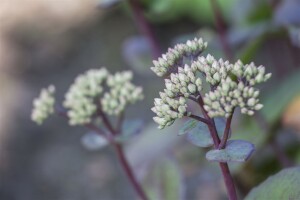 Sedum- Hybride Matrona C2 50 cm