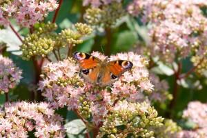 Sedum- Hybride Matrona C2 50 cm