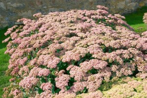 Sedum- Hybride Matrona C2 50 cm