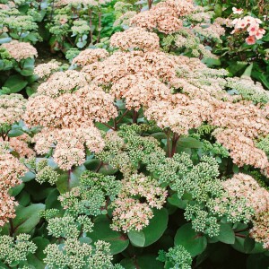 Sedum- Hybride Matrona C2 50 cm