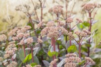 Sedum- Hybride Matrona C2 50 cm