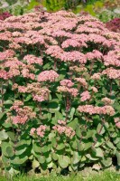 Sedum- Hybride Matrona C2 50 cm