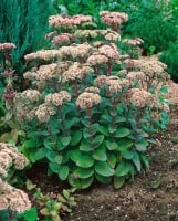 Sedum- Hybride Matrona C2 50 cm