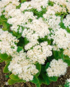 Sedum spectabile Iceberg C2 20- 50 cm