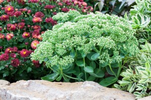 Sedum telephium Autumn Joy C2 60 cm