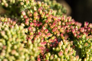 Sedum telephium Autumn Joy C2 60 cm