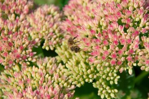 Sedum telephium Autumn Joy C2 60 cm