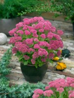 Sedum telephium Autumn Joy C2 60 cm