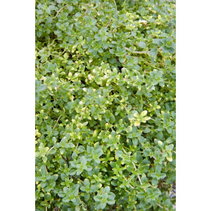 Thymus x citriodorus Doone Valley C2 10 cm