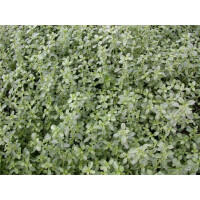 Thymus x citriodorus Silver Queen C2 20 cm