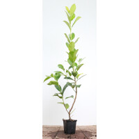 Prunus laurocerasus Rotundifolia 0,5 Liter Topf 80- 100 cm