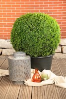 Ligustrum ovalifolium 20- 40 cm wurzelnackt