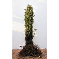 Ligustrum ovalifolium Aureum 30- 50 cm wurzelnackt