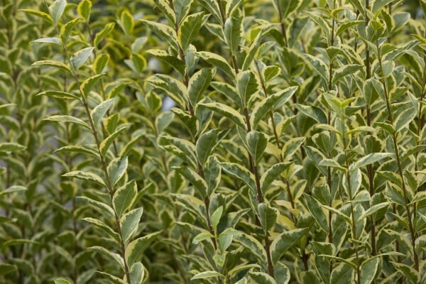 Ligustrum ovalifolium Aureum 15- 30 cm wurzelnackt