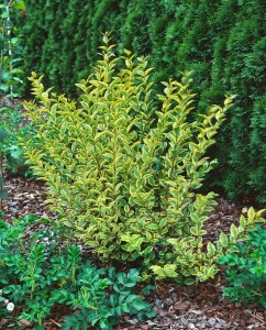 Ligustrum ovalifolium Aureum 15- 30 cm wurzelnackt