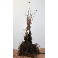 Ligustrum vulgare 40- 60 cm wurzelnackt