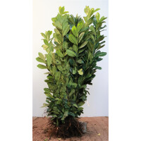 Prunus laurocerasus Caucasica 40- 60 cm wurzelnackt