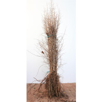 Prunus spinosa 60- 100 cm wurzelnackt