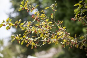 Crataegus monogyna 20- 40 cm wurzelnackt