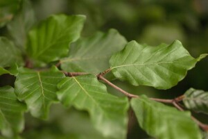 Fagus sylvatica 20-40 cm wurzelnackt