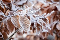 Fagus sylvatica 20-40 cm wurzelnackt