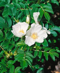 Rosa rugosa Alba 15- 30 cm wurzelnackt