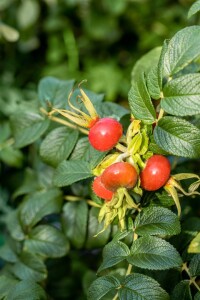 Rosa rugosa Alba 15- 30 cm wurzelnackt