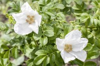 Rosa rugosa Alba 15- 30 cm wurzelnackt