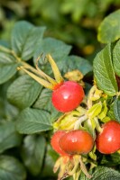 Rosa rugosa Alba 15- 30 cm wurzelnackt