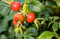 Rosa rugosa Alba 15- 30 cm wurzelnackt