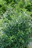 Prunus lusitanica Angustifolia 20- 30 cm wurzelnackt