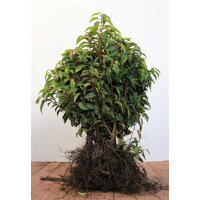 Prunus lusitanica Angustifolia 30- 40 cm wurzelnackt