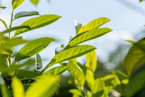 Prunus laurocerasus Novita 40- 60 cm 2-3 trb wurzelnackt