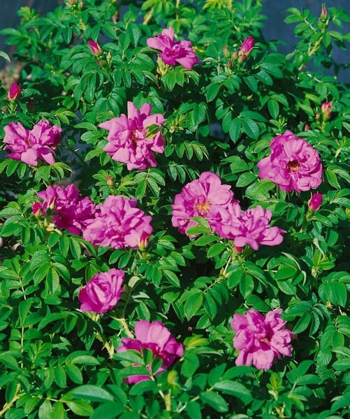 Kartoffelrose Pflanze Strandrose (Rosa Rugosa) Wei? Produktbild-Vorschau 2
