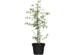 Eucalyptus gunnii Silver Dollar 40- 60 cm