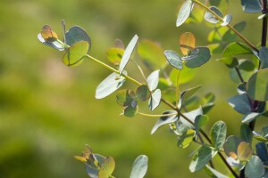 Eucalyptus gunnii Silver Dollar 60- 80 cm