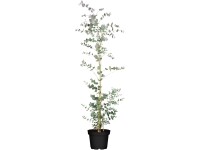 Eucalyptus gunnii Silver Dollar 60- 80 cm