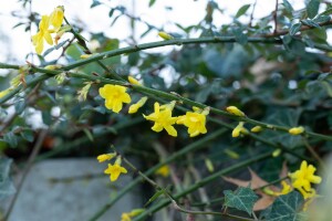 Jasminum nudiflorum 60- 100 cm