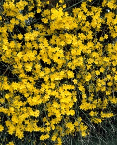 Jasminum nudiflorum 60- 100 cm