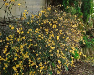 Jasminum nudiflorum 60- 100 cm