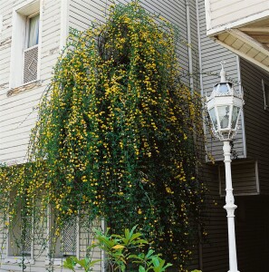 Jasminum nudiflorum 60- 100 cm