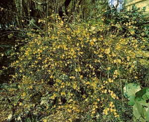 Jasminum nudiflorum 60- 100 cm