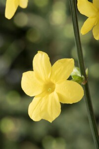 Jasminum nudiflorum 60- 100 cm