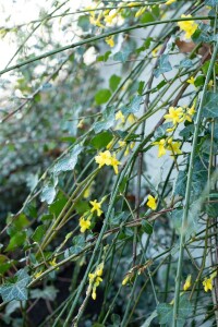 Jasminum nudiflorum 60- 100 cm