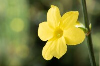 Jasminum nudiflorum 60- 100 cm