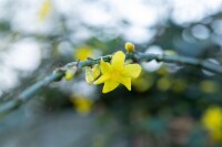 Jasminum nudiflorum 60- 100 cm