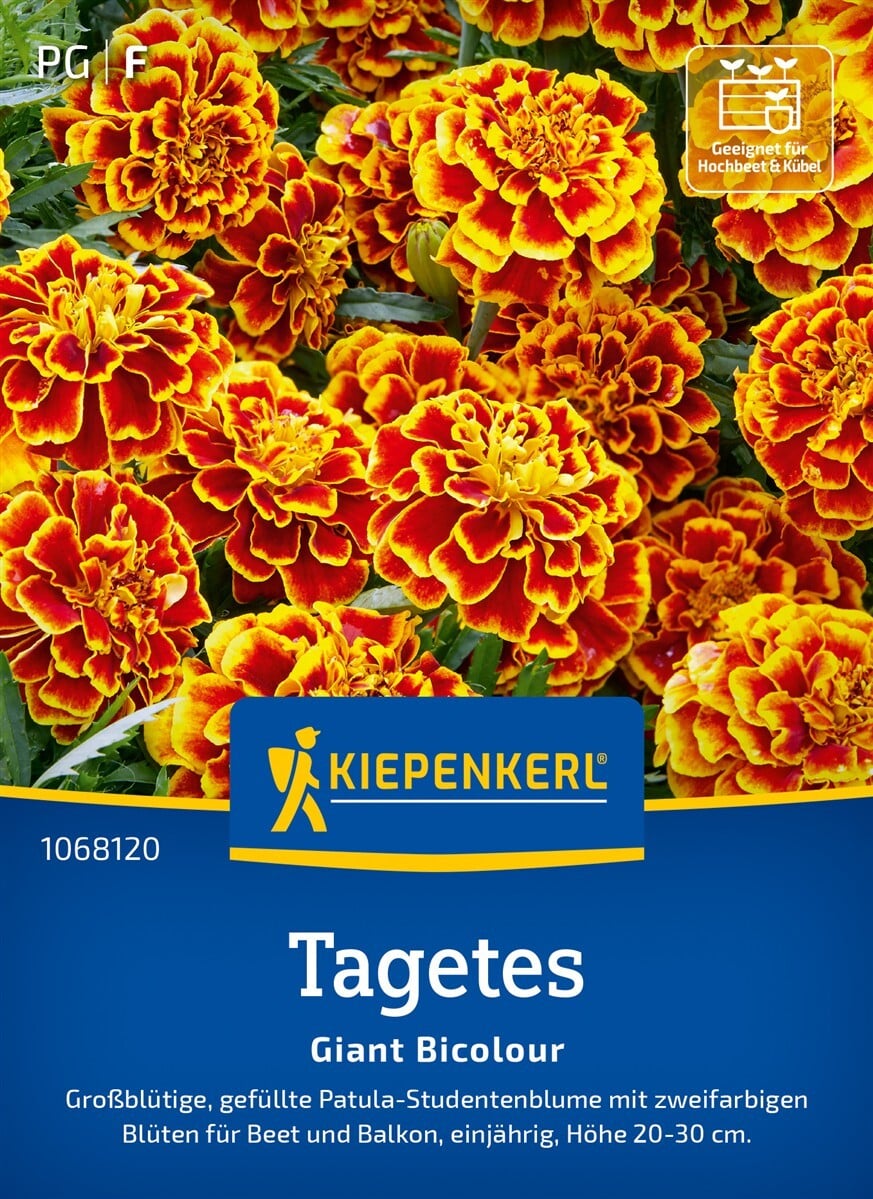 Tagetes 'Giant Bicolour' Samen kaufen